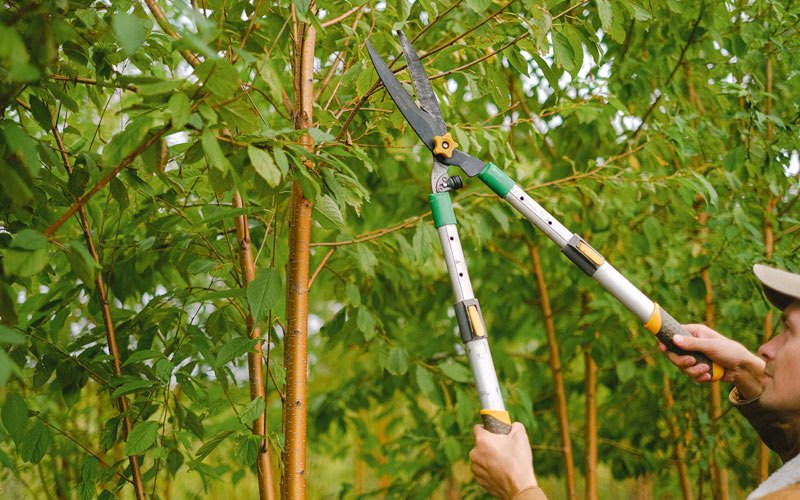 Tree trimming in Apulia Station, NY